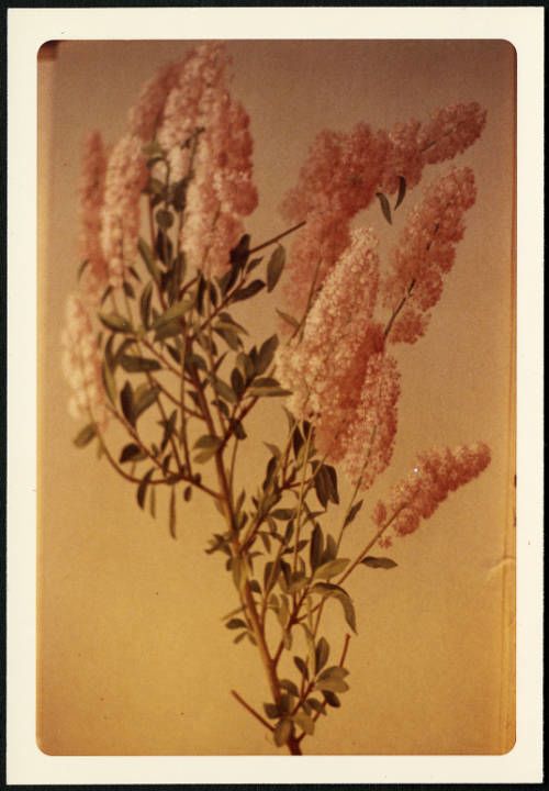 Illustration of pink flowers.