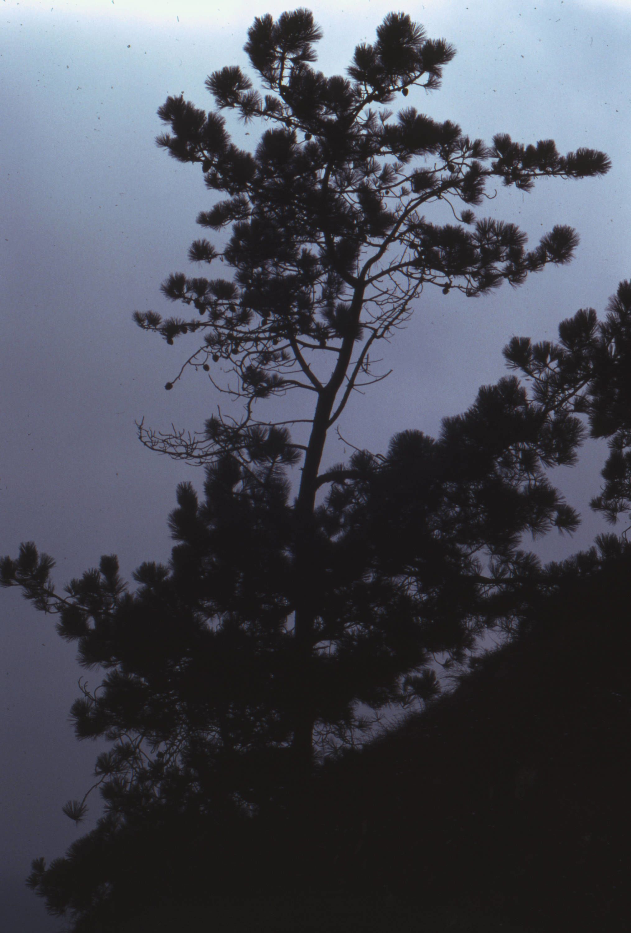 Silhouette of a torrey pine against a cloudy sky.